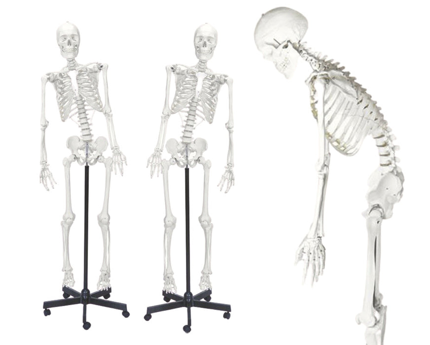 Human Skeleton Model, Natural Size & Color - Flexible Spine & Joints - Nerve Branches - Rod Mount with Rolling Base