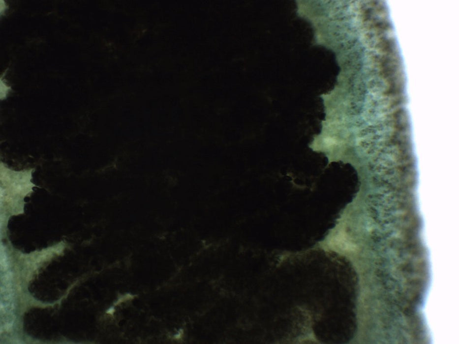 Fasciola hepatica - Wholemount - Prepared Microscope Slide - 75x25mm