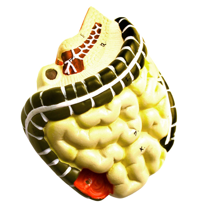 Miniature Human Torso Model (Sexless), 19" Tall - 12 Parts - Compact for Individual Desktop Study
