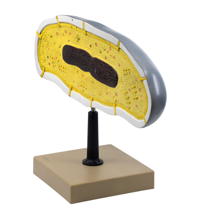 bacteria cell model side view