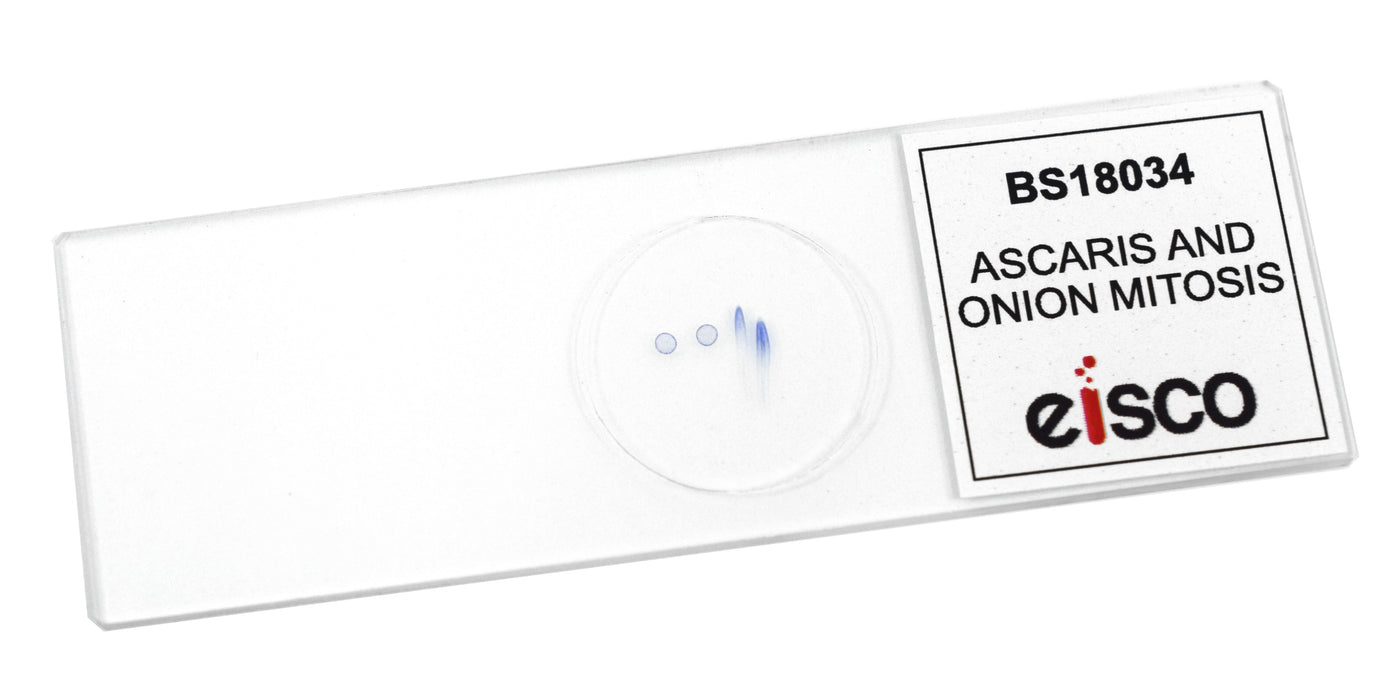 Ascaris & Onion Mitosis - Prepared Microscope Slide