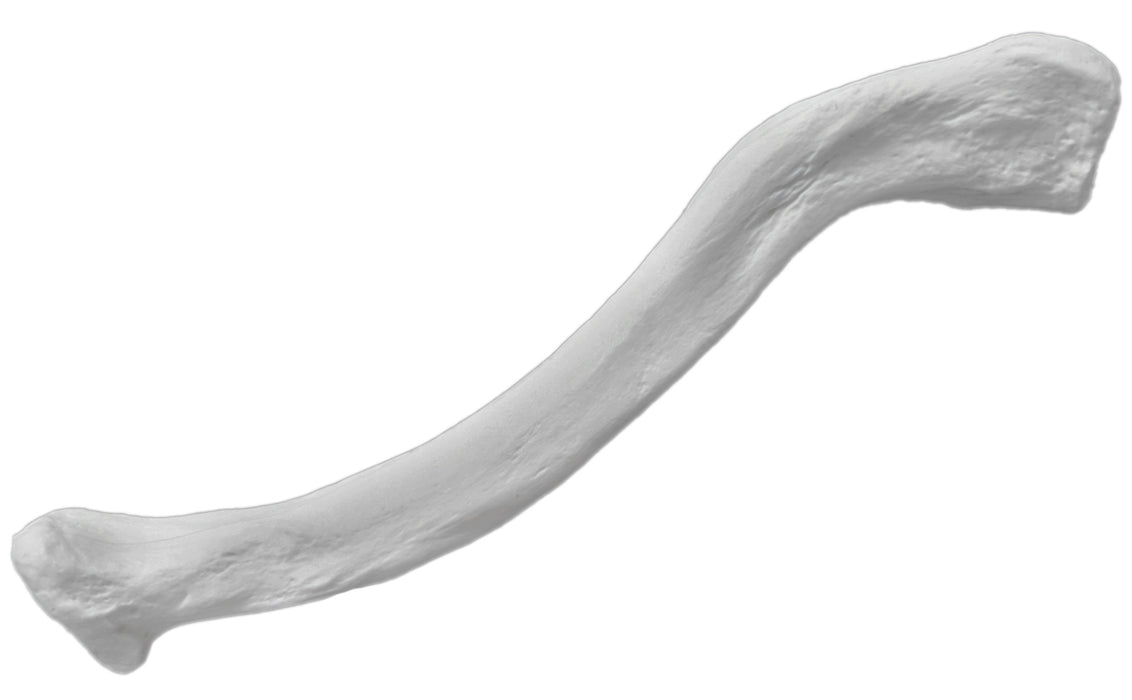 Clavicle Bone - Right - Anatomically Accurate, Detailed Human Bone Replica