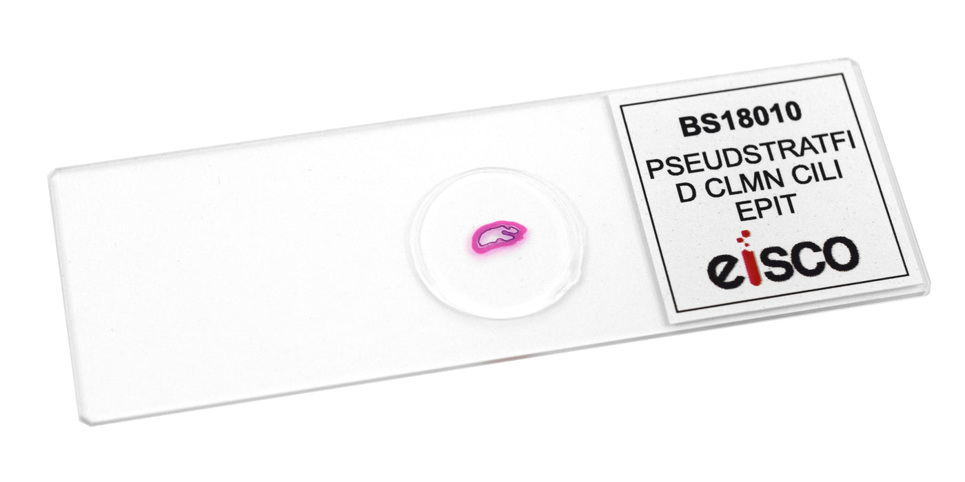 Pseudostratified Column Ciliated Epithelium, Prepared Microscope Slide