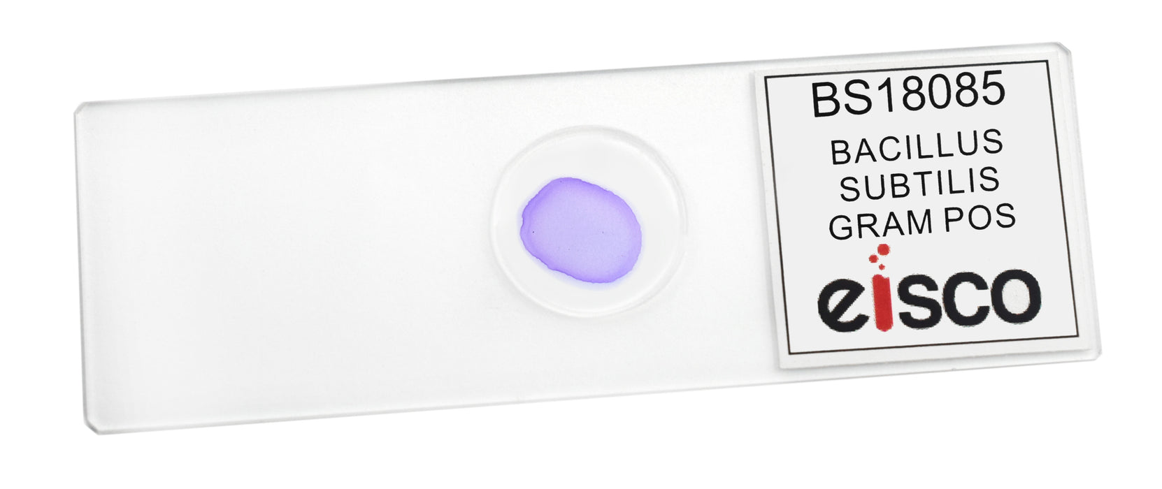 Bacillus subtilis, Gram Positive - Prepared Microscope Slide