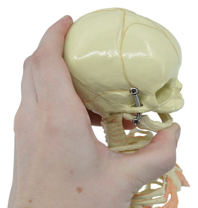 Infant Fetus Skeleton Model, Mini Size - Single Skull - Rod Mounted