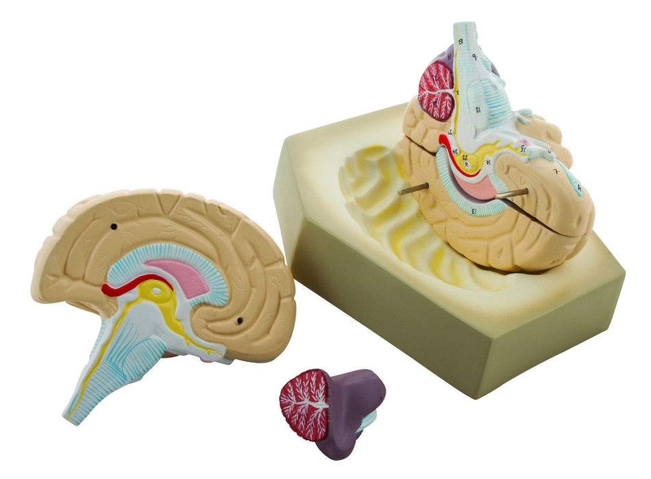 Eisco Labs Human Brain Model, 4 Parts, Hand Painted