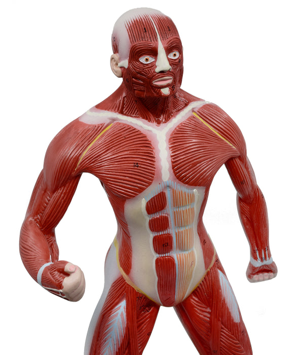Eisco Labs Human Muscular Body Anatomical Model, 1/4 Life Size, Approx. 18" Tall