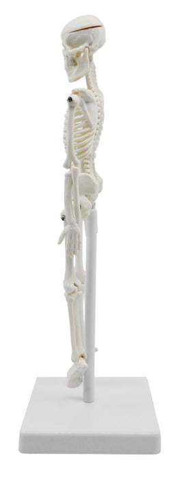 Miniature Human Skeleton Model, 8 Inch