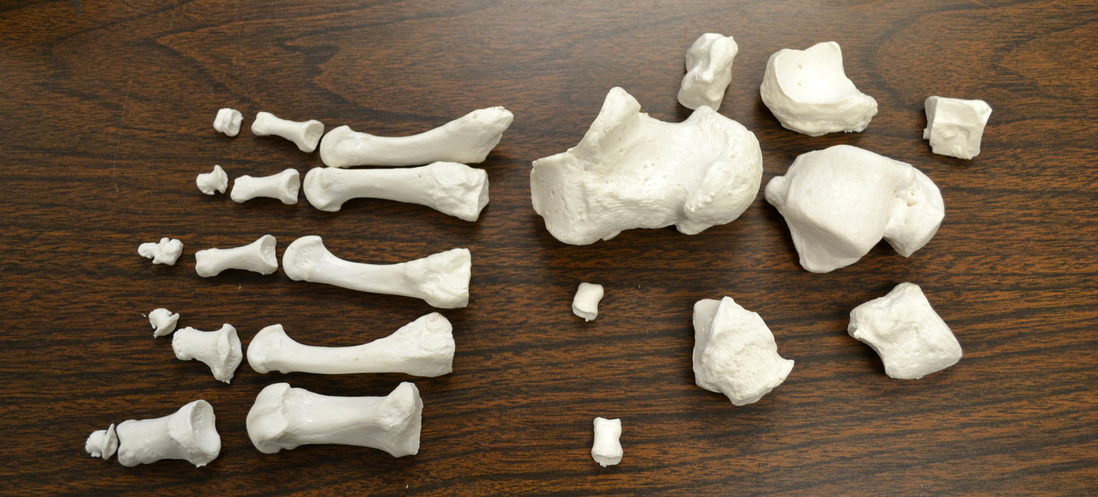 Disarticulated Human Skeleton, Half, Medical Quality, Life Sized (62" Model Height)
