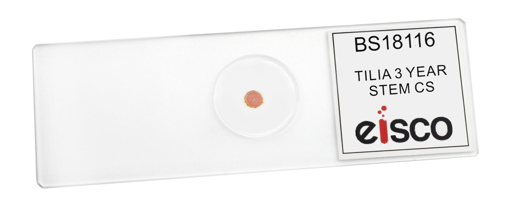 Tilia, 3-Year Stem - Prepared Microscope Slide - 75x25mm