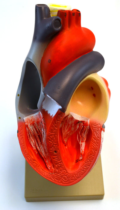 Eisco Labs Human Heart Model, 2x Life Size, 3 Part, 12" Tall