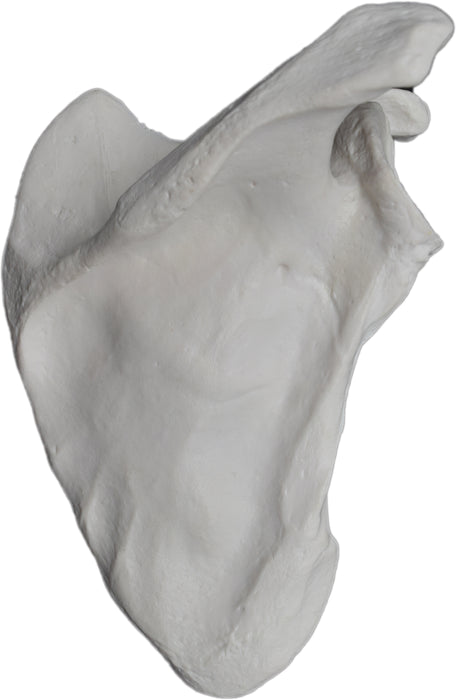Scapula Bone Model, Right - Anatomically Accurate Human Scapula Bone Replica - Natural Size, Natural Color - Eisco Labs