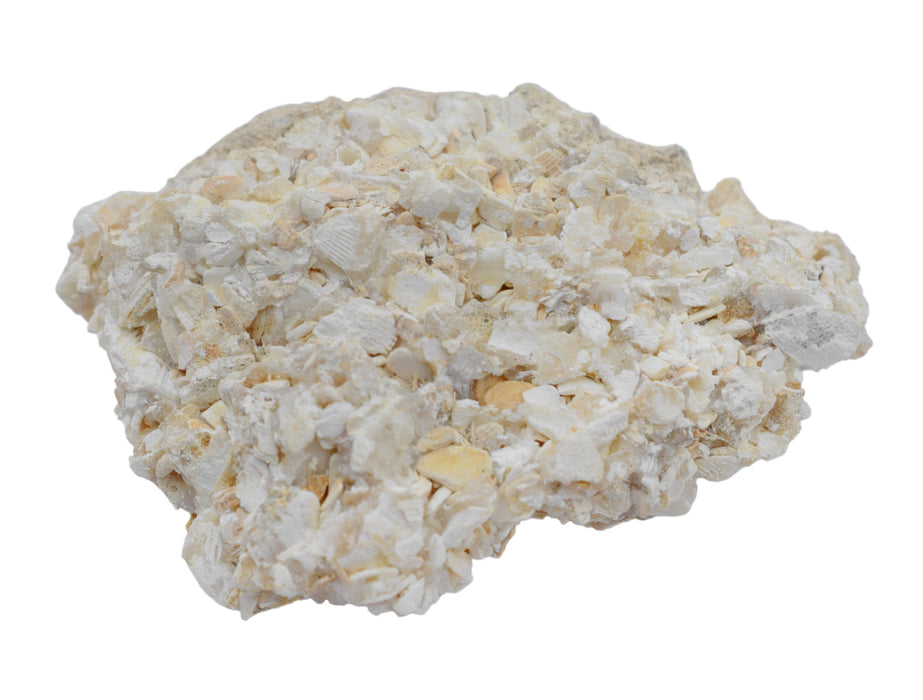 12PK Raw Coquina, Sedimentary Rock Specimens, ± 1" Each