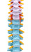 color coded verterbal column