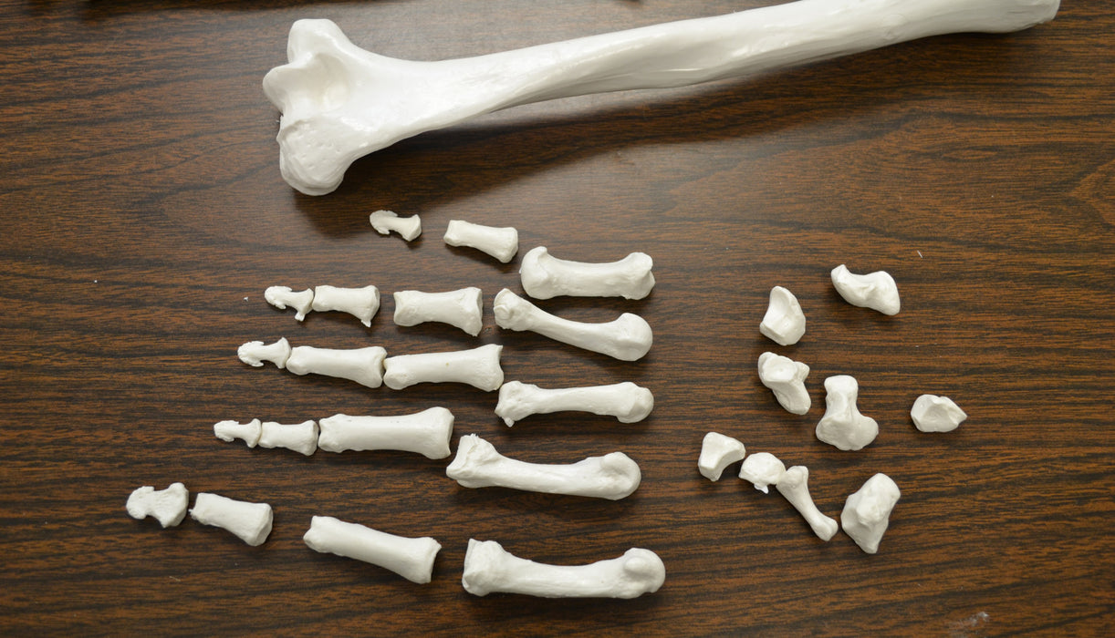 Disarticulated Human Skeleton, Half, Medical Quality, Life Sized (62" Model Height)