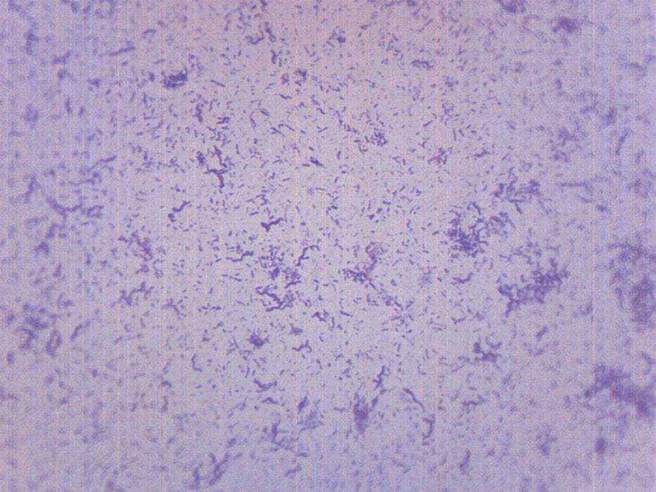 Typical Bacteria, Whole Mount - Prepared Microscope Slide