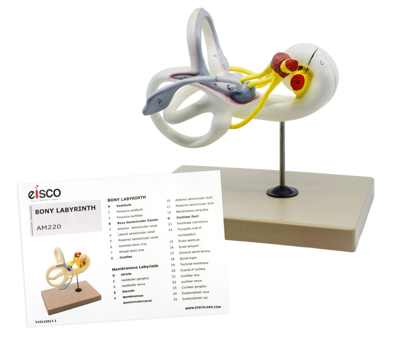 Inner Ear Labyrinth Model - 16X Life Size - Sectioned Cochlea