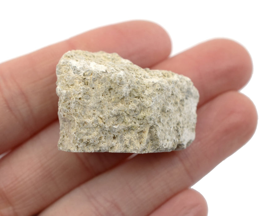 Raw Fossiliferous Limestone, Sedimentary Rock Specimen, ± 1"