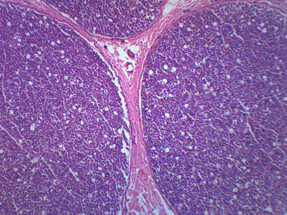 Peripheral Nerve - Prepared Microscope Slide