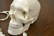skull from disarticulated human skeleton model