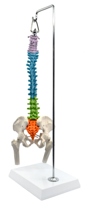 Hanging Spinal Column Model, with Nerve Branches, Pelvis & Femur Detail - 1/2 Natural Size - Didactic Coloring
