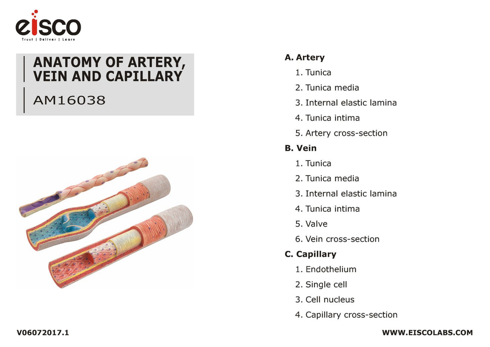 3 Piece Artery, Vein and Capillary Model Set, 13 Inch - Enlarged