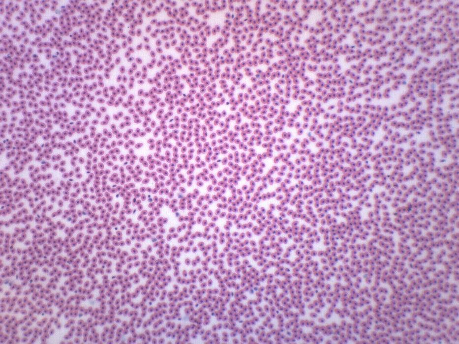 Amphiuma Blood Smear - Wholemount - Prepared Microscope Slide