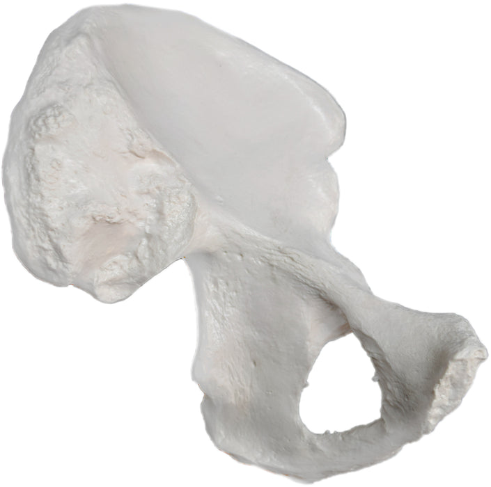 Hip Bone Model, Left Side - Anatomically Accurate Human Bone Replica