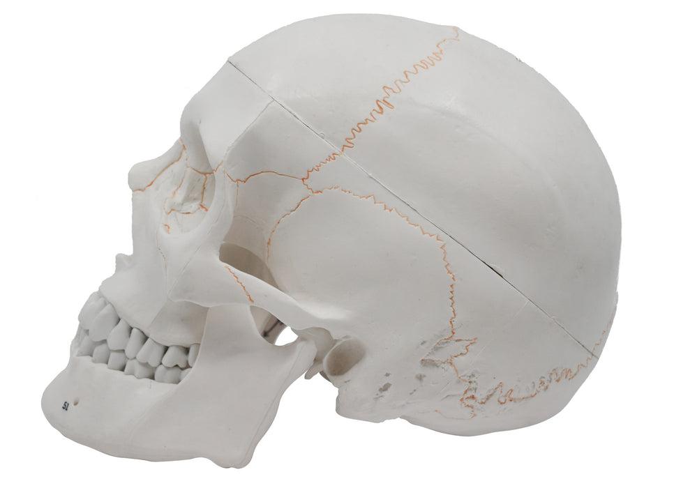 Human Adult Skull Anatomical Model, 3 Part - Numbered with Key Card