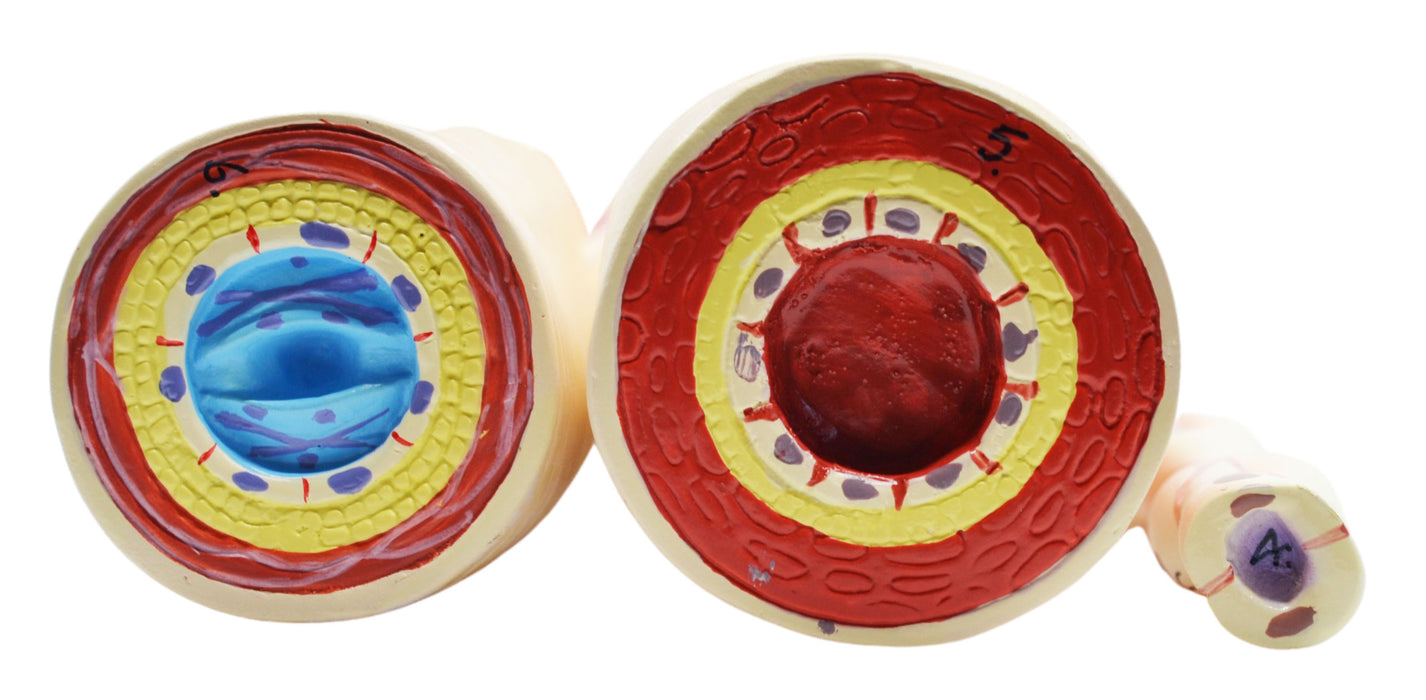 3 Piece Artery, Vein and Capillary Model Set, 13 Inch - Enlarged