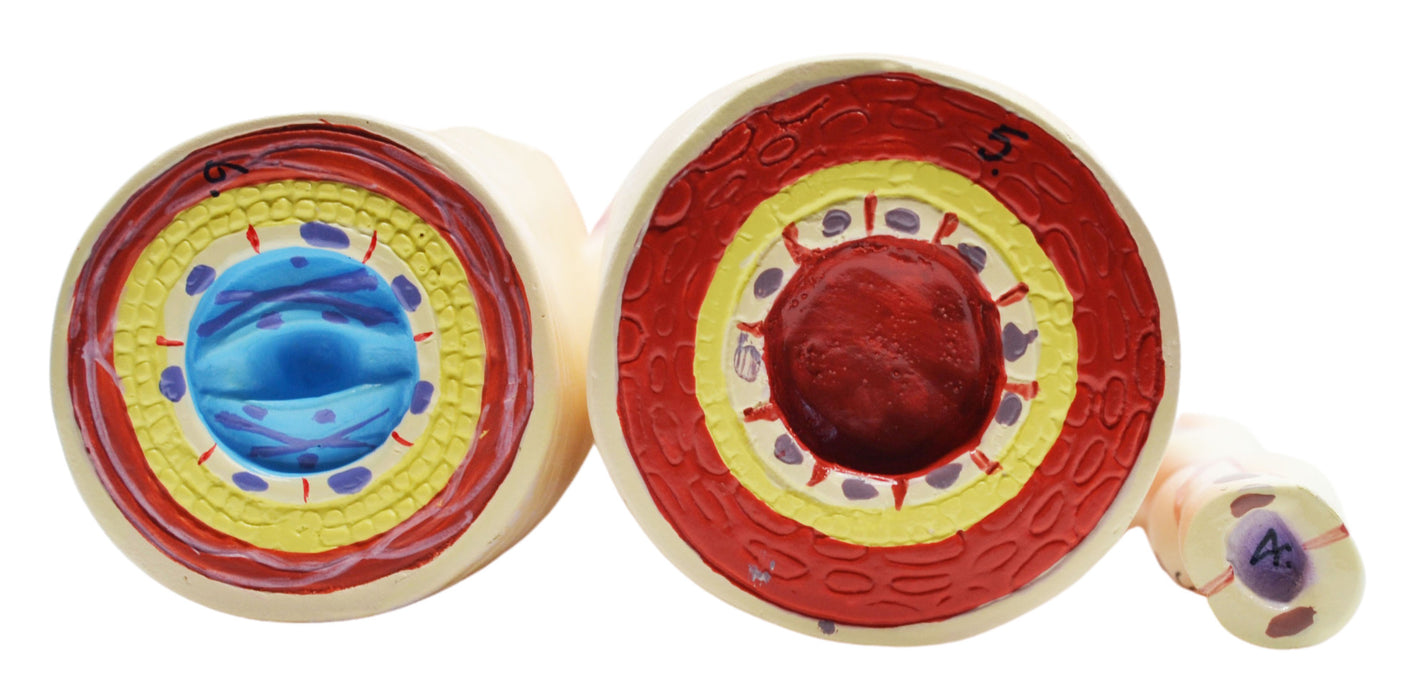 3 Piece Artery, Vein and Capillary Model Set, 13 Inch - Enlarged — hBARSCI