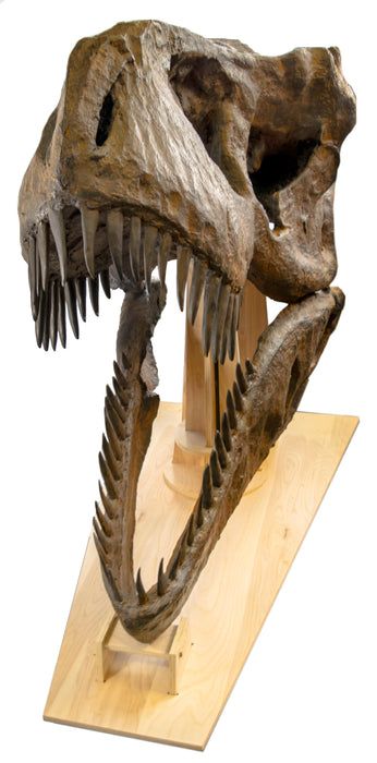Incredible Life Size Tyrannosaurus Rex Skull Replica, Mounted on Wooden Base - 5 ft long, 3 ft wide, 4.5 ft tall (250 lbs) - Full Size Fossil Replica, Exquisite Detail and Realism - hBARSCI