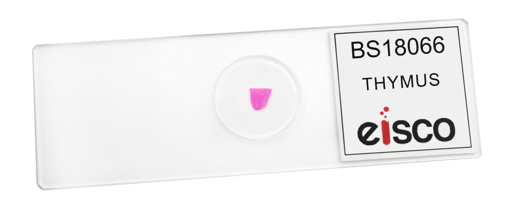 Thymus - Prepared Microscope Slide