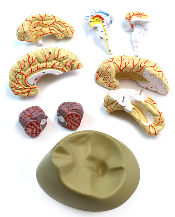 Eisco Labs Life size Human Brain Model with Arteries - 8 parts with Stand