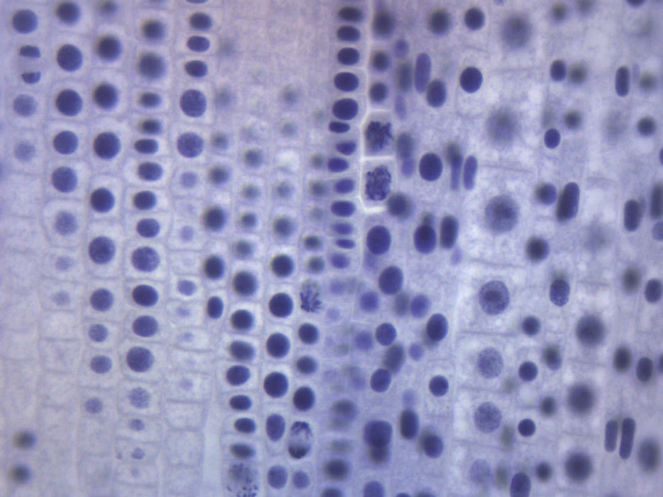 Ascaris & Onion Mitosis - Prepared Microscope Slide