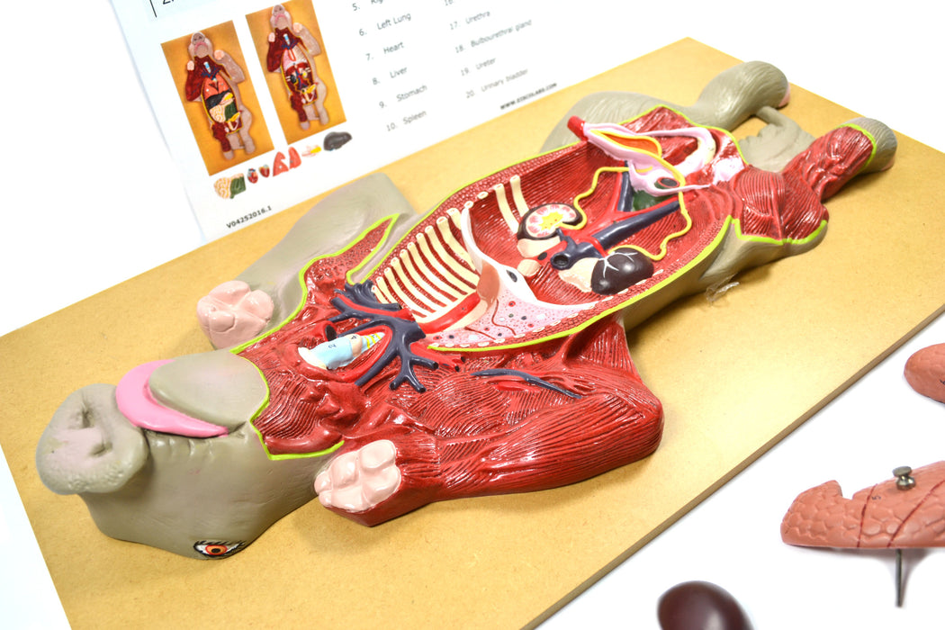 Pig Model, 22 Inch - Mounted - Removable Liver, Intestines, Heart, Lungs & Stomach