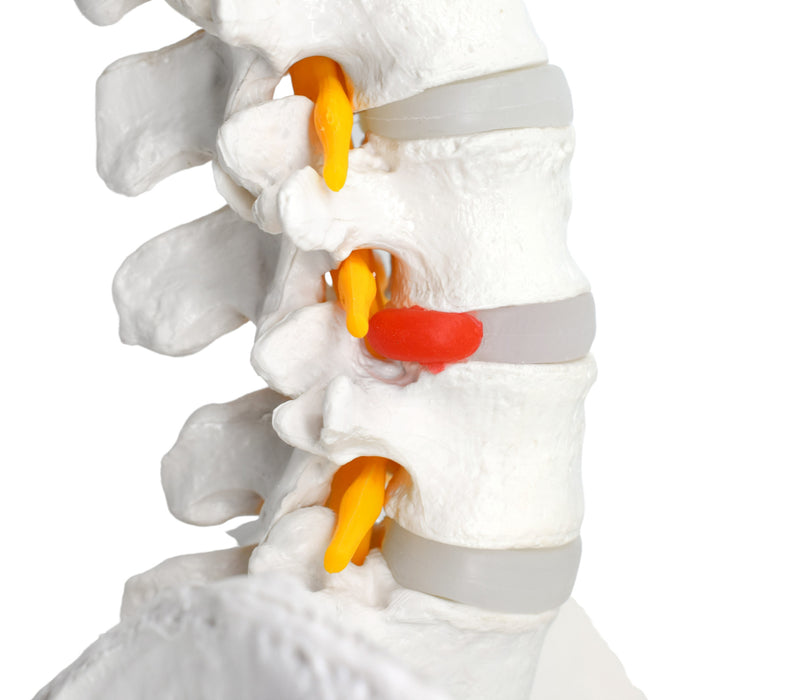 Human Spine Anatomical Model, Flexible - Medical Quality, Life Sized - 31.5" Height - Includes Complete Pelvis & Hanging Mount - Eisco Labs