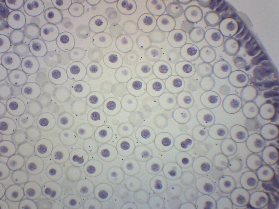 Ascaris & Onion Mitosis - Prepared Microscope Slide