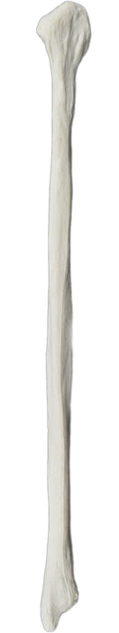 Fibula Bone - Left - Anatomically Accurate, Detailed Human Bone Replica