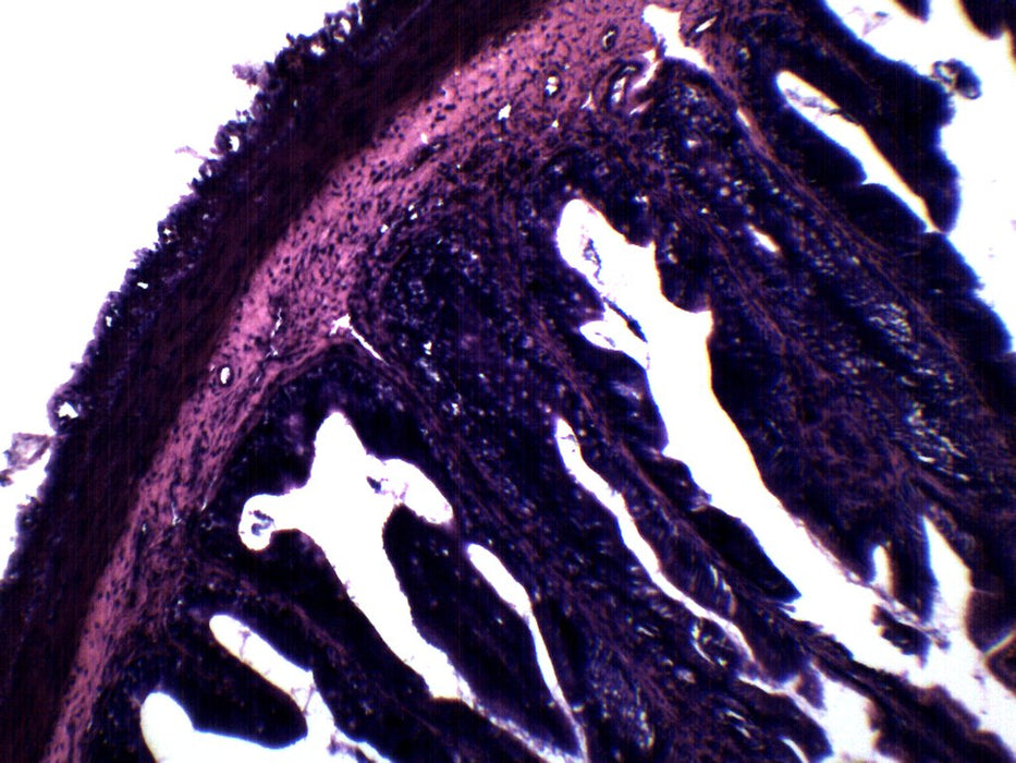 Frog Rectum - Cross Section - Prepared Microscope Slide - 75x25mm