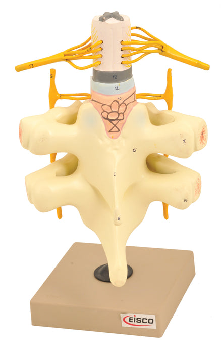 Spinal Cord & Nerves Model - Life Size
