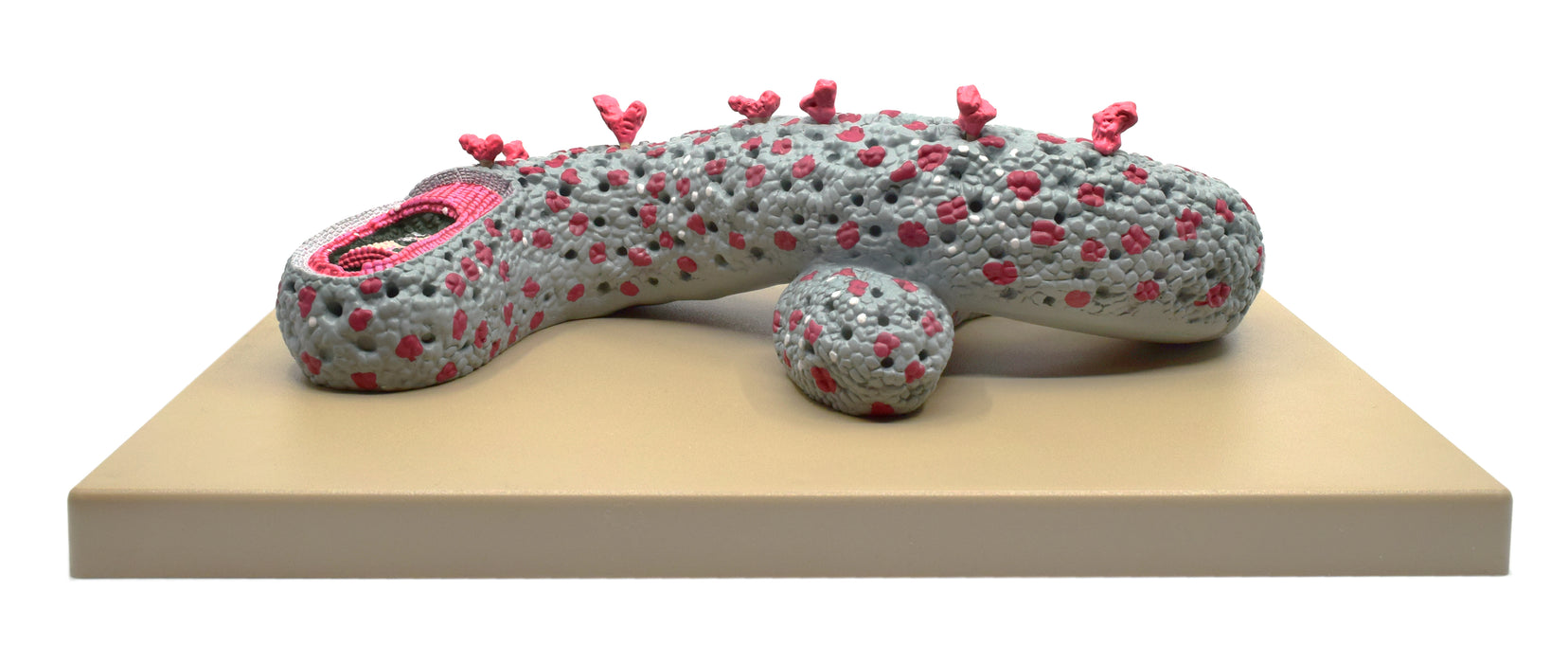 Ebola Virus Model, Three Dimensional, Sectional View, with Hand Painted Details, 100,000x Magnified - Mounted on Base, 16"x12"x1" - Eisco Labs