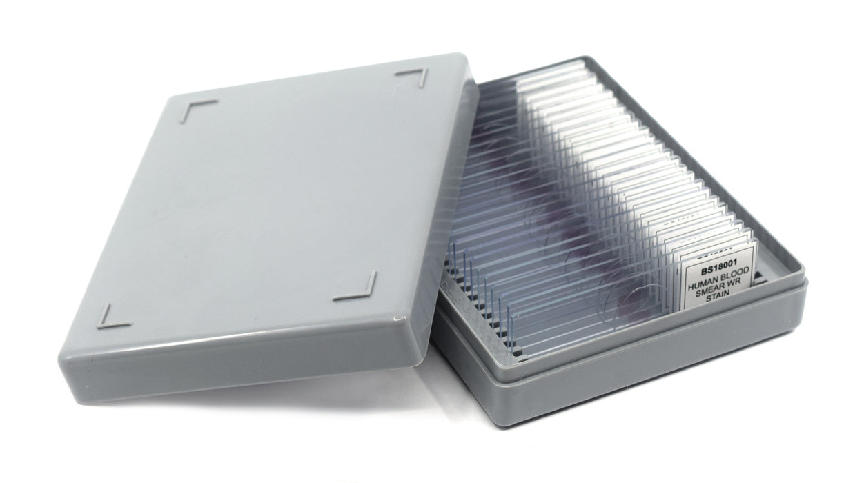 Lung Section - Prepared Microscope Slide