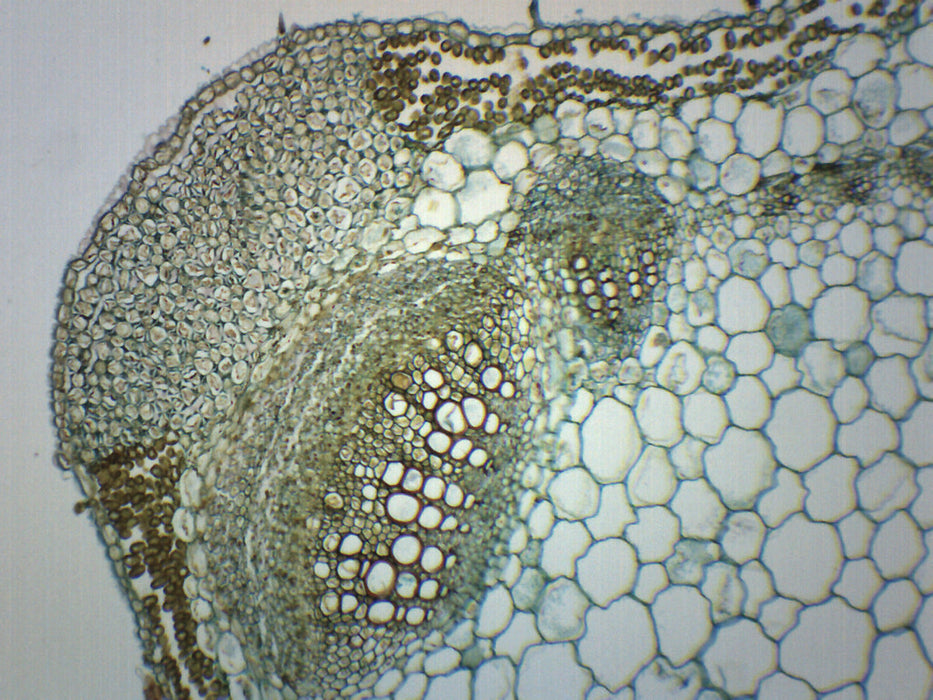 Lavender Stem - Prepared Microscope Slide - 75x25mm