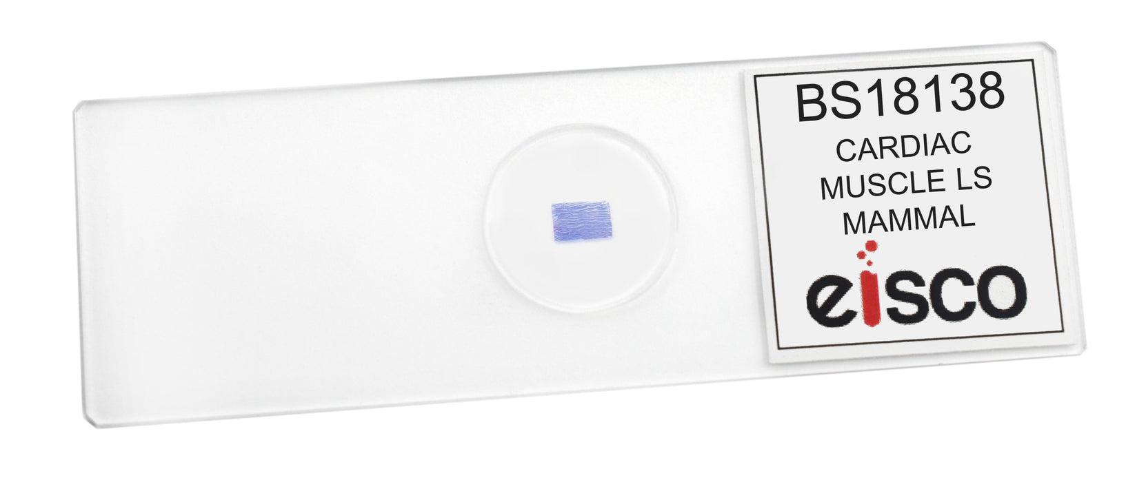 Cardiac Muscle - Prepared Microscope Slide - 75x25mm