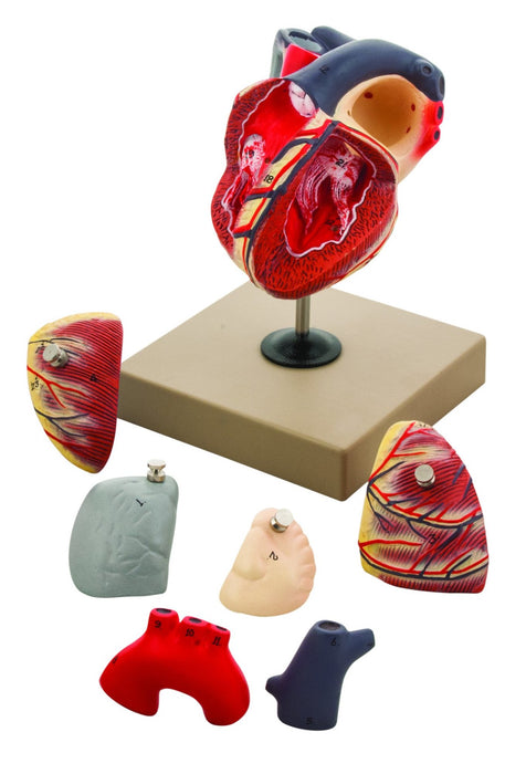 Eisco Labs Human Heart Model, Hand Painted, 7 Parts