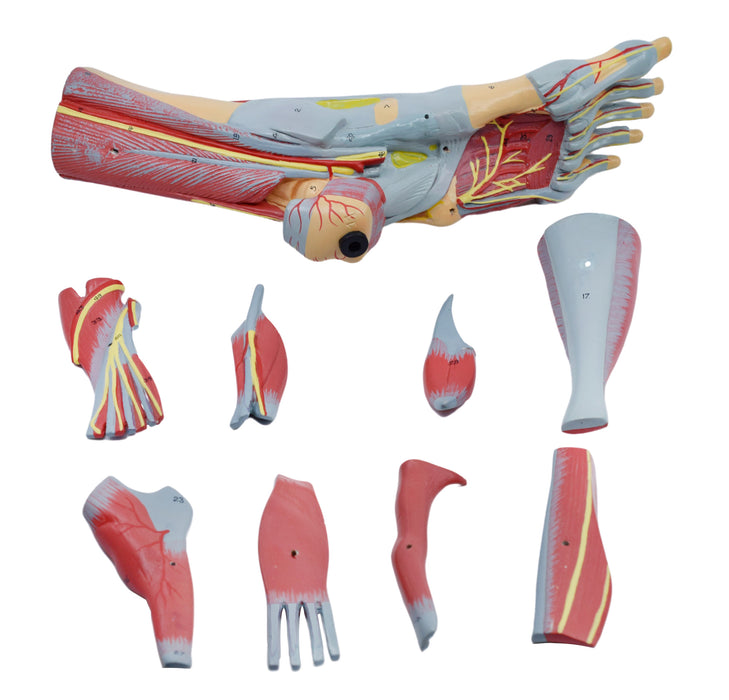 Foot & Ankle, Muscle and Ligaments Model, 8 Part - Includes Mount