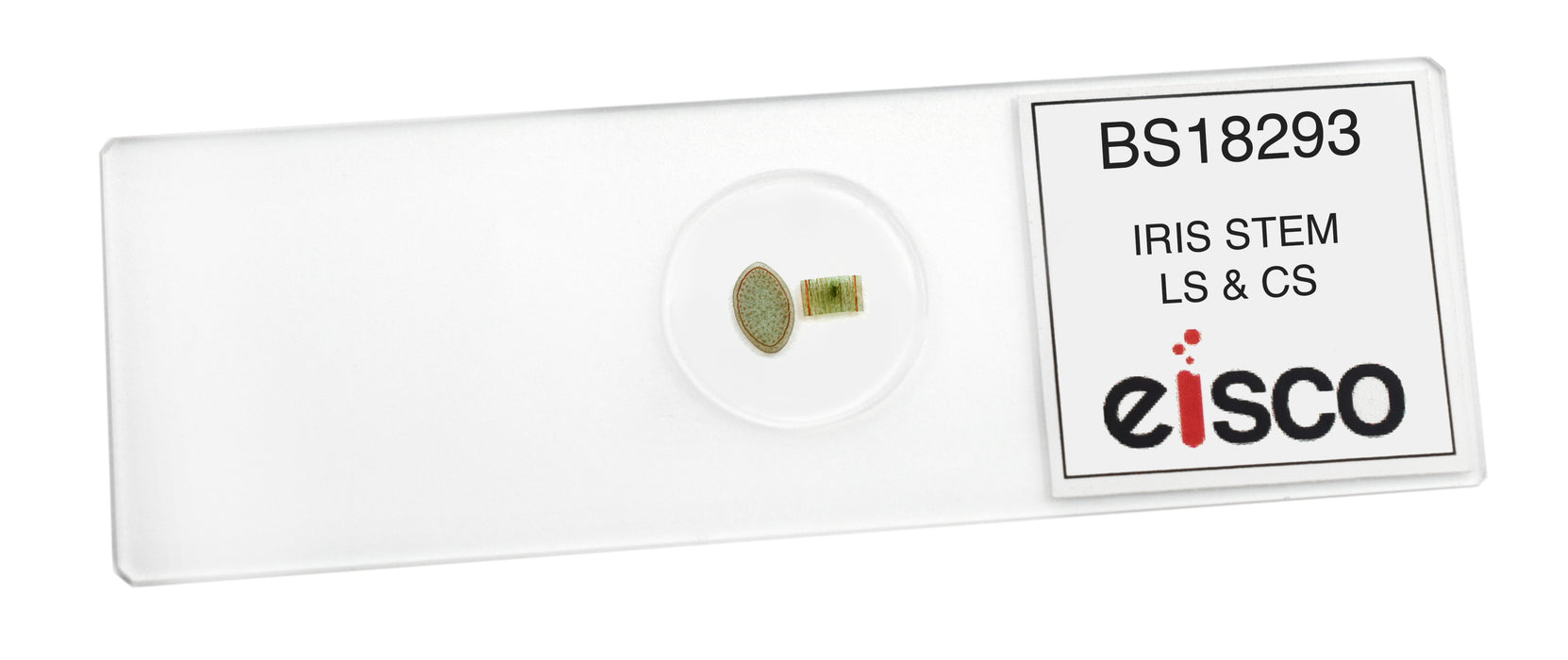 Iris Stem - Cross Section & Longitudinal Section - Prepared Microscope Slide - 75x25mm