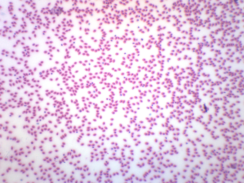 Frog Blood Smear - Prepared Microscope Slide