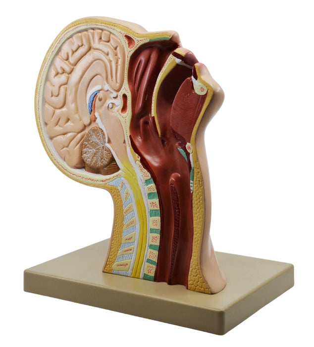 Nasal Swab Model, 12 Inch - For Demonstration of Nasopharyngeal Testing